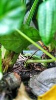 Blurred defocused leaves photo, with rock and tree on pot photo