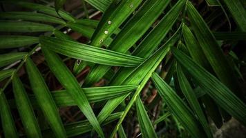 Dramatic photo effect of palm leaves, tropical plant Asia, best for background environment