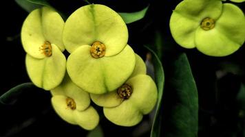 Tropical yellow flower euphorbia, tropical plant photo