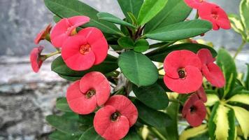 Red flower euphorbia, tropical plant, gardening. photo