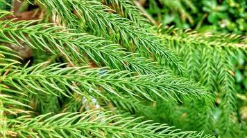 Pine leaf, topical plant, decoration free at house photo