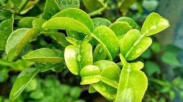 árbol de hoja de naranja para cocinar sabor foto