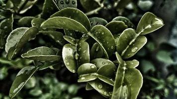 Orange leaf tree for cooking flavor photo