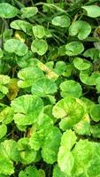 Green leaves herbal plant Centella asiatica, rounded leaf. photo