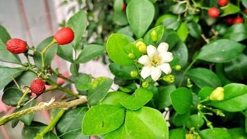 Murraya paniculata, commonly known as orange jasmine, orange jessamine, china box or mock orange, White rd fruit and white flower photo