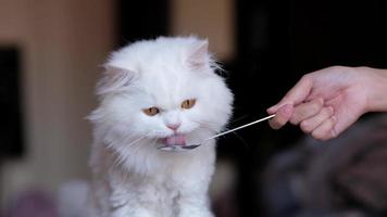 gato persa se sienta a comer de una cuchara, lame la comida de una cuchara. video