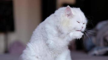 chat blanc léchant la fourrure sur le lit, léchant la main
