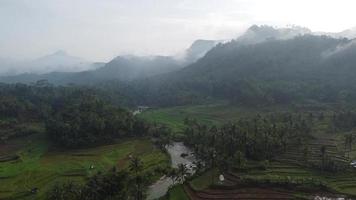 campo di riso terrazzato verde a bruno, purworejo, java centrale, indonesia video