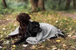 Labrador marrón negro acostado hierba con pañuelo blanco