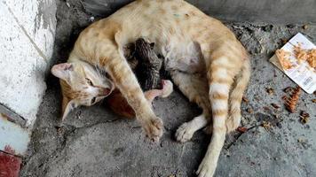 mãe gata está amamentando seu recém-nascido video