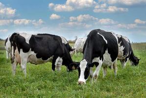 Farm black and white cows graze in meadow photo