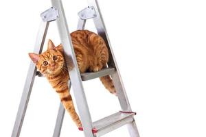 Gracioso gato rojo atigrado joven se sienta en la construcción y reparación de la escalera de mano foto