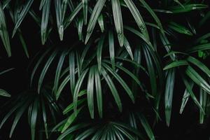 hojas verdes estilos minimalistas hojas de palmera verde tropical sobre fondo brillante surrealismo minimalista negro. foto