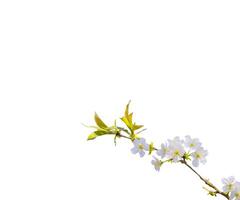 abstract white and green leaf flower blooming branch overlays of spring cherry blossoms tree on white. photo