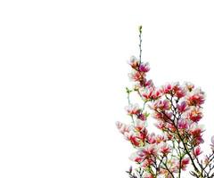 abstract light pink flower and little green leaf blooming branch overlays of cherry blossoms tree on white. photo