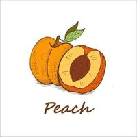 Peach, hand drawn. Vector illustration.