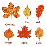 Autumn leaves chestnut, elm, oak, poplar, maple, birch. Illustration for backgrounds, wallpapers, packaging, cards, posters, stickers, textile, seasonal design. Isolated on white background vector