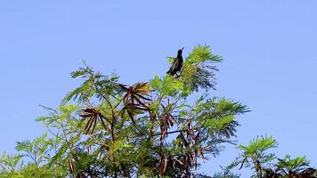 grackle pájaro de cola grande se sienta en la corona de árboles tropicales de méxico. video