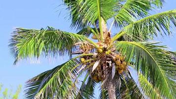 Tropical palm tree with blue sky Playa del Carmen Mexico. video