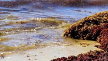 algues rouges très dégoûtantes plage de sargazo playa del carmen mexique. video