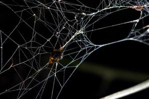 insecto estaba envuelto en seda de araña aterrador espantoso foto