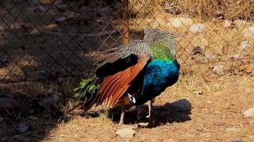 mooie kleurrijke elegante pauw in ialysos, rhodos, griekenland. video