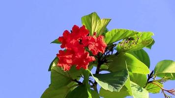 Kou Cordia subcordata flowering tree with blue sky in Mexico.