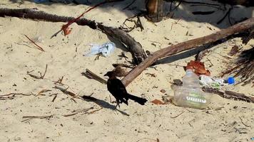 Gran pájaro grackle de cola entre la basura en la arena de la playa de México. video