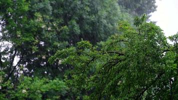 kraftigt regn som faller på träden i skogen. video