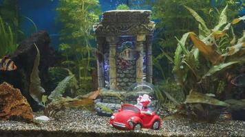 Aquarium with Santa Claus video