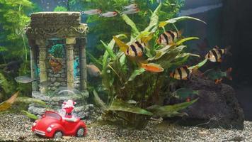 Aquarium mit Weihnachtsmann video