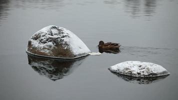 Cantos rodados del río de invierno en el agua cubierta de nieve por el pato ánade real video