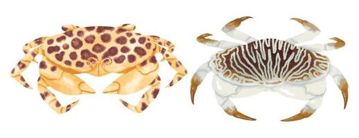 Set of Sea crab watercolor hand painted vector