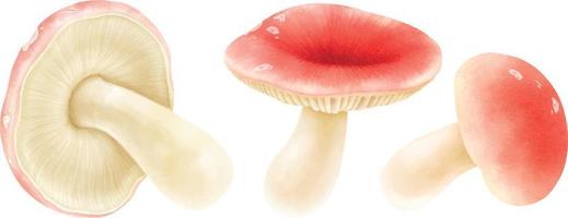 Mushroom illustration watercolor style collection vector