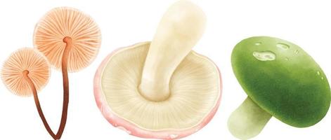 Set of  Mushroom illustration watercolor style vector