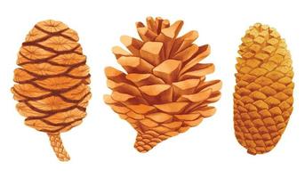 Set of Pine cone watercolor hand painted illustrations vector