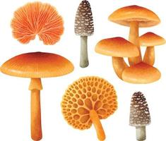 Set of  Mushroom illustration watercolor style vector