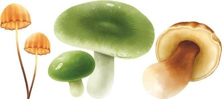 Set of  Mushroom illustration watercolor style vector