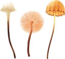 Mushroom illustration watercolor style collection vector