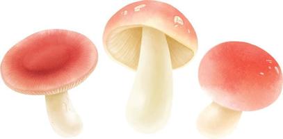 Fungus illustration watercolor style collection vector