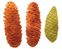 Set of Pine cone watercolor hand painted illustrations vector