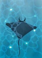 Manta ray swims underwater. View from above. Background for a summer poster, foyer or postcard. Turquoise surface of water in the ocean with fishes. Vector. vector