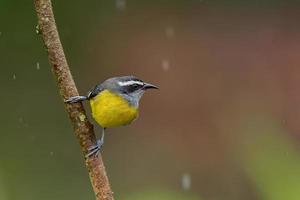 bananaquit posado en una rama en Ecuador foto