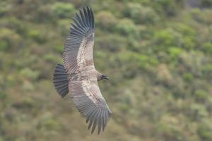 cóndor andino juvenil en vuelo justo delante de mi lente foto