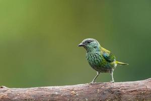 Black Capped Tanager perched on a branch in a rainforest photo