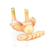 galangal on white background photo