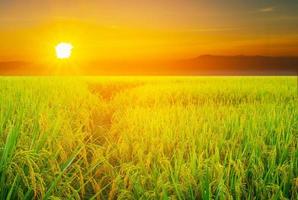 paisaje de campos de arroz y puesta de sol foto