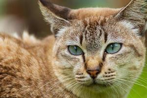 lindo gato marrón con hermosos ojos azules mascotas populares