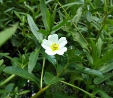 Close up view of water primrose or Ludwigia peploides is a species of evening primrose family known by floating primrose-willow and creeping water primrose with natural background. Mulcha, Keshordam. photo