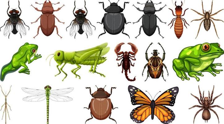 Different insects collection isolated on white background